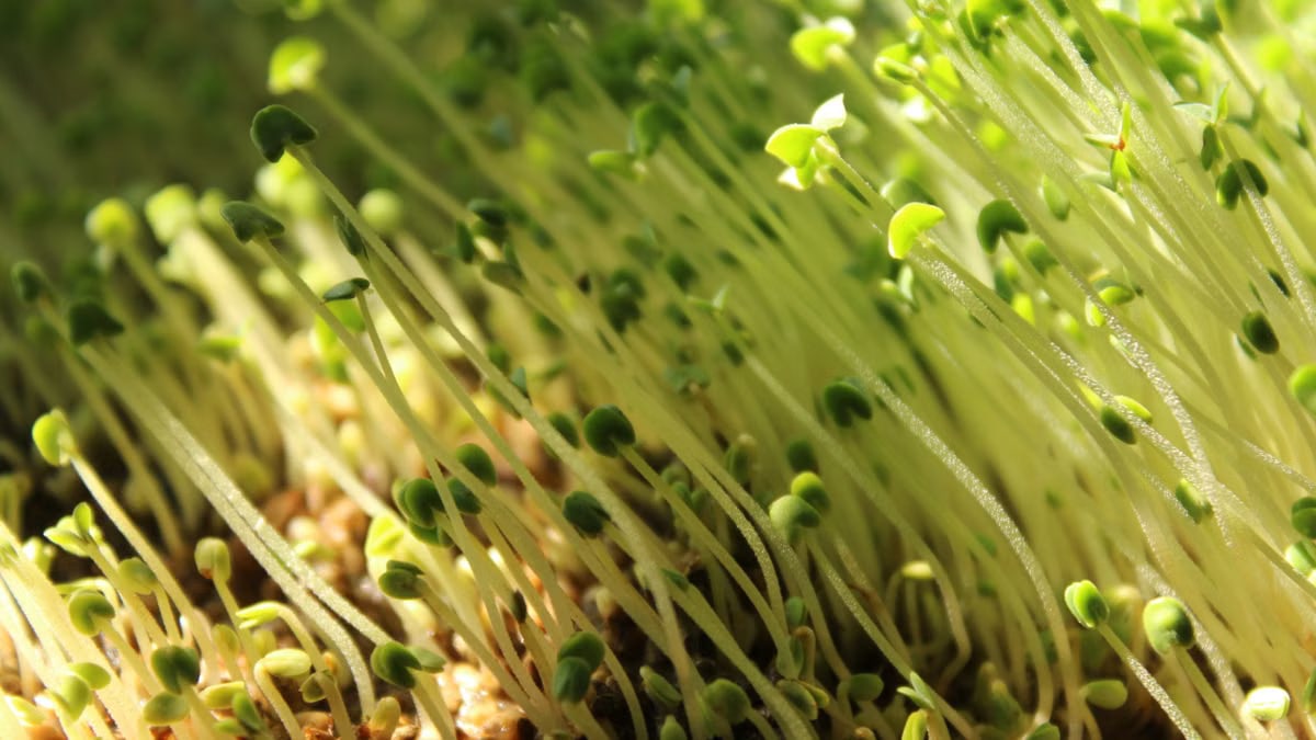 Lush green microgreens sprouting under sunlight, highlighting fresh growth and organic gardening.